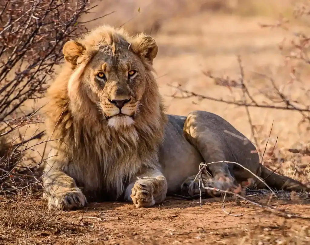 Safari en Tanzania